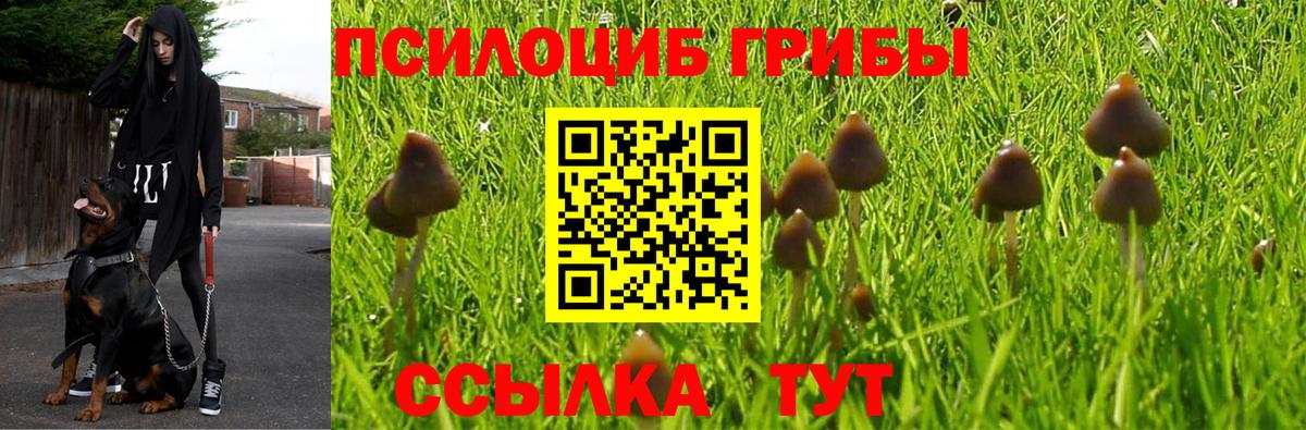 Псилоцибиновые грибы Psilocybe Уварово